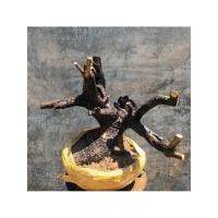 ราคา ตะโก ความสูงต้น 30 ซม. ระยะพุ่ม 50 ซม. (25329662993)