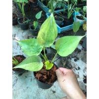 ราคา นางกวักใบโพธิ์ด่างเหลือง / กวักใบโพธิ์ด่าง (22180642629)