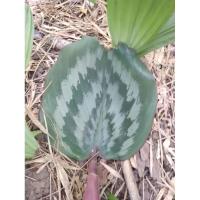 ราคา ต้นเปราะหูเสือ ชุด 3 ต้น (29603898010)