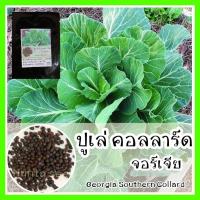 ราคา พร้อมส่ง ❗ รหัส 150 เมล็ดพันธุ์แท้ OP แท้ คอลลาร์ดจอร์เจีย - Georgia Southern Collard เมล็ดผักต่างๆ ผัก ปูเล่ เมล็ดผัก (8882294299)