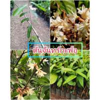 ราคา ต้นจันทร์กะพ้อ ไม้มงคล ดอกสีเหลืองอ่อน ขนาดต้นที่ส่งสูง 30-40ซม. (23176662736)