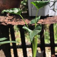 ราคา ต้นห่อเงินห่อทอง Syngonium Godzilla ห่อเงินห่อทอง กระถาง 4 นิ้ว ต้นไม้ในร่ม ไม้ฟอกอากาศ (12935323535)