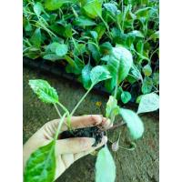 ราคา ต้นกล้า เคลแดซลิ่งบลู )สายพันธุ์ใบแบบลาซินาโต้ หรือเคลอิตาลี หายากกว่าแบบสีเขียวพร้อมปลูก กล้าละ 15บาท (21629469979)