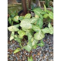 ราคา เงินไหลมา เงินไหลมา เงินไหลมา (9725604021)