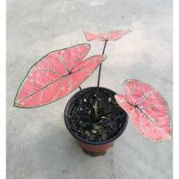 ราคา ต้นบอนสีเศรษฐีมีทรัพย์ (12674056622)