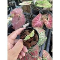 ราคา โชคเก้าชั้นด่าง ต้นโชคเก้าชั้นด่าง (21635469597)