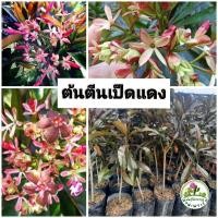 ราคา ต้นตีนเป็ดแดง ดอกหอม (24379789837)