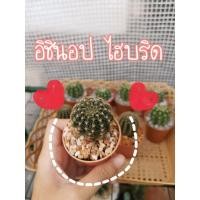ราคา อิชินอป ไฮบริด กระบองเพชร แคคตัส (4663654700)