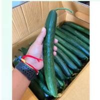 ราคา แตงกวาญี่ปุ่น 1 กก. (Japanese Cucumber) (29784486392)