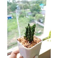 ราคา Opuntia monacantha (สามร้อยยอด) (6254120349)