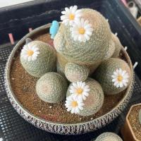 ราคา เลนต้า "Big Size" Mammillaria Lenta ไม้เมล็ด แคคตัส Craft Cactus (ส่งถอดกระถาง) (23679888332)