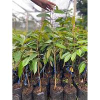 ราคา ต้นทุเรียนกระดุมทอง (27600908769)