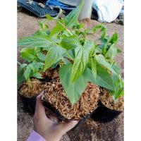 ราคา ถั่วฟักยาวไร้ค้าง1ถุงดำ1-3ต้นมาแล้วจ้า❤️ผักสวนครัว (22641464337)