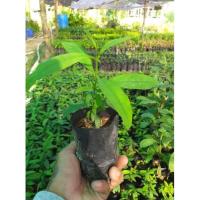 ราคา ต้นผักติ้ว ผักติ้วยอดขาว กินดอกและใบ รสเปรี้ยว ปรุงอาหารรสชาติอร่อย (11692421681)