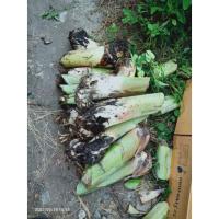 ราคา หน่อกล้วยน้ำว้ายักษ์1หน่อพร้อมส่ง (9670715392)