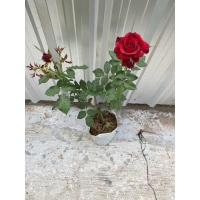 ราคา ต้นกุหลาบแดงไร้หนามดอกสวยดอกใหญ่ (4559725261)