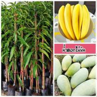 ราคา ต้นมะม่วงน้ำดอกไม้มัน กินได้ทั้ง ดิบและสุก (ดิบจะกรอบมัน สุกจะหวานหอม) ขนาด 60-80 ซม. (40522999016)