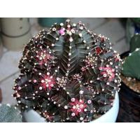 ราคา Gymnocalycium mihanovichii f.rubra 30เมล็ด99 (8511260202)
