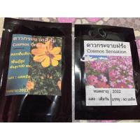 ราคา เมล็ดพันธุ์ดอกดาวกระจาย ดอกดาวกระจายฝรั่ง (11220809826)