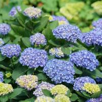 ราคา 20 เมล็ด เมล็ดไฮเดรนเยีย Hydrangea Seeds ดอกไม้ที่สื่อถึงความเข้าใจ สายพันธุ์ Rhythmic Blue (44122877039)