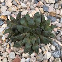 ราคา ฮาโวเทีย haworthiahybrid❤️ (11252706399)