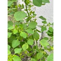 ราคา ตำแยแมว ชุด10 ต้น ต้นพร้อมราก (28365911843)