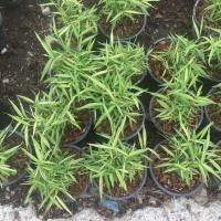 ราคา ต้นไผ่แมว ไผ่เงิน ส่งพร้อมกระถาง6นิ้วสูง 5-15 ซม.พร้อมส่ง (17187059381)