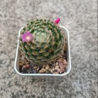 ราคา แคคตัส : แมมขนนกเหลืองดอกชมพู (2845884362)