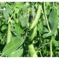 ราคา เมล็ดพันธุ์ถั่วลันเตาหวาน บรรจุ20เมล็ด (27037305309)