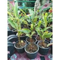 ราคา ว่านมหาเสน่ห์ ว่านดอกทอง (12646642987)