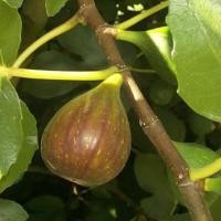 ราคา ต้นมะเดื่อฝรั่ง Figs ต้นฟิกส์ สายพันธุ์ BrunSwick ลำต้นสูง 30-40 ซม กระถาง 6 นิ้ว (10413008581)