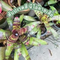 ราคา พร้อมส่ง สับปะรดสี นีโอลายเสือ มีรากพร้อมปลูก (ขายเป็นหน่อตามภาพ) (12372824518)