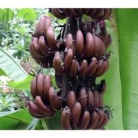 ราคา หน่อกล้วย กล้วยนากแดง Red banana. กล้วยนากแดง เป็นกล้วยโบราณหายาก จัดส่งพร้อมกระถาง 10 นิ้ว พร้อมปลูกให้ผล (16836955750)