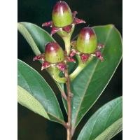 ราคา ต้นพันธุ์ ตะแบกดอกขาว ตะแบกขาว ถุงดำพร้อมปลูก 49บาท เสลาหัวหมด มีดอกสีขาว (43520538529)