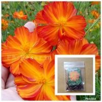 ราคา ดาวกระจายสีส้มแฟนซี ราคาชุดละ20บ.บรรจุ40เมล็ด (5803615677)