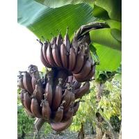 ราคา หน่อกล้วยนากแดงค่อม นากแดงค่อม นากแดงเตี้ย (10947789307)