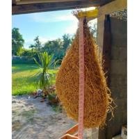 ราคา รังนกกระจาบ สวยๆๆๆ (4336171679)