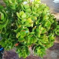 ราคา ต้นคลาสซูล่า หรือต้นใบเงิน ต้นไม้สวรรค์ สวนเขาหมาก รับประกันสินค้า ไม้ฟอกอากาศ ไม้ประดับ (3065503428)