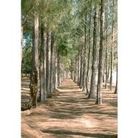 ราคา สนทะเล สนประดิพัทธ์ ไม้โตเร็ว ทำบอนำไซได้ ปลูกแนวริมรั้วกันฝุ่นละออง และใช้ประดับตกแต่งได้ดี ต้นใหญ่ ต้นละ 79 บาท (21233688395)