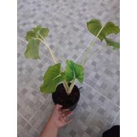 ราคา ต้น เสน่ห์จันทร์ขาวใบลายยาว (3178811968)