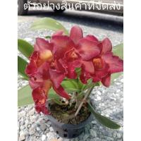 ราคา (ขาย ต้นพันธุ์) ดอก ต้น แคทลียาเดรดดราก้อน แคทลียา เดรดดราก้อน เรดดราก้อน กล้วยไม้ Red Dragon สี แดง fadel (13620857893)