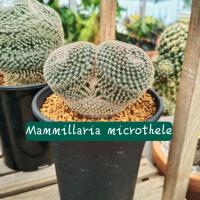 ราคา Mammillaria microthele seeding แมมนกฮูกไม้เมล็ด (15049356673)