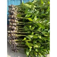 ราคา อินทรีย์็ด ใหม่็ด ขายกิ่งใหม่มะนาวแป้นสุขประเสริฐกิ่งละ 89 บาท ใหม่ง่ายโตไว ลูกดกน้ำดีมากๆ ใหม่ ทานตะวัน (23434552135)