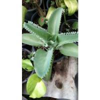 ราคา เศรษฐีพันล้าน​ ไม้มงคล​ ส่งต้นพร้อมกระถาง (9078628298)