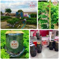 ราคา ชุด 20 ต้น พะยูงไหหลำ พะยูงเวียดนาม ไม้ฮวงหัวลี่ คัดสวย พร้อมใบรับรองสายพันธุ์จากบริษัท (5432265416)