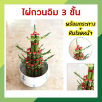 ราคา ไผ่กวนอิม 3 ชั้น ไผ่กวนอิมพร้อมกระถาง เสริมฮวงจุ้ยบ้าน ต้นไผ่กวนอิม ต้นไม้มงคล ประดับโต๊ะทำงาน วางบนโต๊ะทำงานได้ (15331981760)