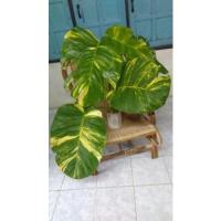 ราคา พลูด่างยักษ์ใบฉีก ส่วนยอดพลูด่างยักษ์ใบฉีก พลูไจแอนท์ (3993923816)