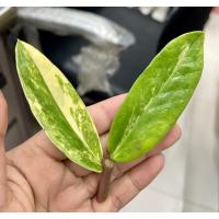 ราคา กวักมรกตด่าง ใบคู่ ติดก้านชมพู (11723198737)