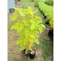 ราคา ต้นทองนพเก้าหรือต้นสแมบทอง (26437887273)