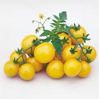 ราคา เมล็ด มะเขือเทศสีเหลือง - Golden Jubilee Tomato (142928066)